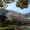 地元川崎の「近隣公園」での花見！！（２）