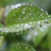 水玉をまとう