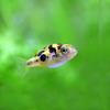 (熱帯魚 生体)アベニーパファー（約1-1.5cm）（20匹）【水槽/熱帯魚/観賞魚/飼育】【生体】【通販/販売】【アクアリウム】