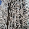 あら綺麗　通勤途中の　桜です(^｡^)