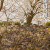 番外編・高知城の桜