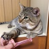猫と目薬と龍拡散ダイレクト