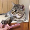 猫と目薬と龍拡散ダイレクト