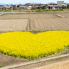 ハートの菜の花