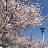 天満橋のさくら🌸🌸 豊臣祐聖(トヨトミユウセー)の大阪めぐりっ♬♬