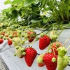 完熟いちご🍓狩り情報　4月3日(金)休園日です‼️✨🍀