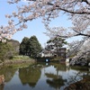 多摩川桜百景　－63. 狭山池公園－ 