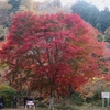 花貫渓谷　紅葉　不動滝付近