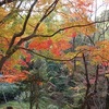 石清水八幡宮の紅葉、見ごろや現在の状況。穴場です。