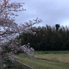 ジョギング10.18km・まだ桜の花は残っていた！