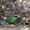 ミドリシマヤイロチョウ Bar-bellied Pitta