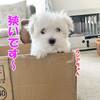 どうなった？子犬とニャンズの関係
