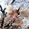 桜咲く