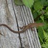 カナヘビ（ニホンカナヘビ）の尻尾.２