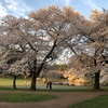 俺は桜見てたら、いけないという事か..こいつのアップはキツイなぁ..