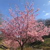 横浜の桜情報🌸