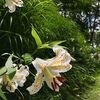 ヤマユリ見て来ました！昭和万葉の森（宮城県黒川郡大衡村）