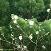  『浅田真央』