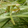 Japanese Mantises: It's a bug hunter!【Way to distinguish between them】