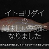 1106食目「イトヨリダイの美味しい季節になりました」関東の人はあまり知らない?!イトヨリダイって美味しいのです★