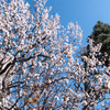 桜は、案外難しい