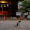 地元住宅街のねこさん