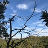 裸木となりて青空透き通す（あ）