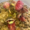セファロタス成長記録=2026/5月5日 #食虫植物 #セファロタス #icos #著作権無料 #BGM