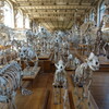 La galerie de Paléontologie et d'Anatomie comparée