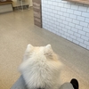 膀胱炎完治