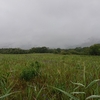 霧雨の箱根湿生花園