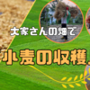 大家さんの畑で小麦の収穫を手伝った話🌾