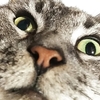 ［178］猫と冒険 帰り道編 その52（🙀みんな、逃げろ～なのニャン。👦あぶねぇ～。 ）