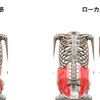 グローバル筋とローカル筋