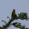 早朝野鳥観察会