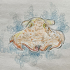 メンダコの物語  The Story of Mendako (Dumbo Octopus)