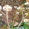 ツワブキの綿毛