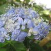 紫陽花「三河千鳥」　と「有松」
