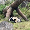 ジャイアントパンダ  上野動物園