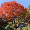 神奈川県足柄下郡箱根町　　　箱根（宮ノ下周辺）　紅葉　その2