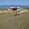 稲刈り完了　昔ながらの天日干し。