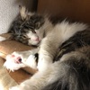 【猫さんと暮らす】ロスってます
