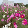 岡山市北区　岡東浄化センターのコスモス🌸