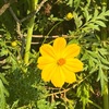 🌼秋の花【スマホ撮り】