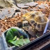 うちのモトラがリクガメフードを食べない理由は…