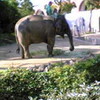 よこはま動物園ズーラシア