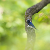 Blue-and-White Flycatcher…