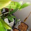 Wittia amazonica (=Disocactus amazonicus) 11ヶ月目と18日目