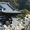 岡津町　春の光景（２）