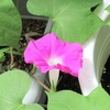 菊池市は猛暑日一歩手前の34.8℃